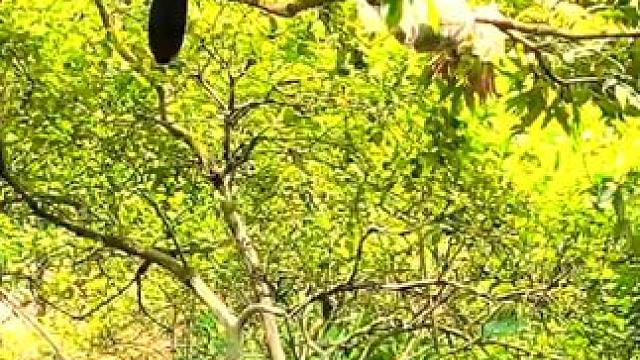 捕鸟陷阱#国外视频分享 #奇妙的动物 #国外合法拍摄国内请勿模仿