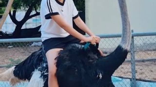 骑个鸟#国外视频分享 #骑鸵鸟 #奇妙的动物