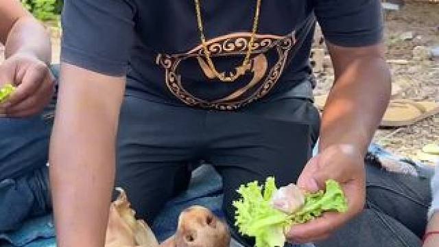 矮子大厨做猪头吃饭了#原始美味 #东南亚美食 #农村美食 #乡村守护人 #乡村味道