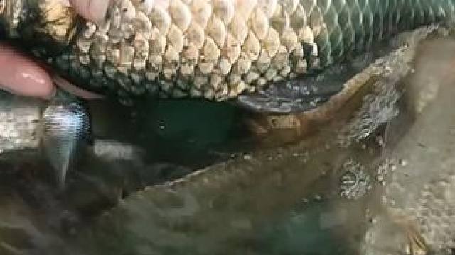 这个钓点不错吧？小小爆护一下 #野钓 #大板鲫 #爆护 #钓点 #钓鱼