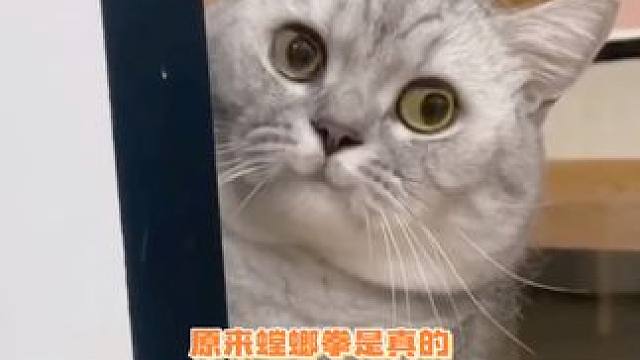 猫咪看不惯的一个大比兜，一个不够就来套组合拳