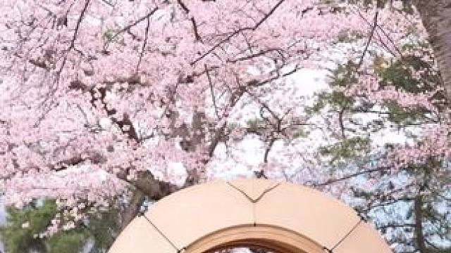 花期已至#春天的第一场露营 #露营报告