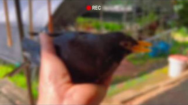 换个气放飞#万物有灵 #鸟类实拍 #捡鸟 #爱鸟护鸟