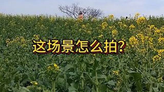 油菜花海怎么拍？#摄影教学