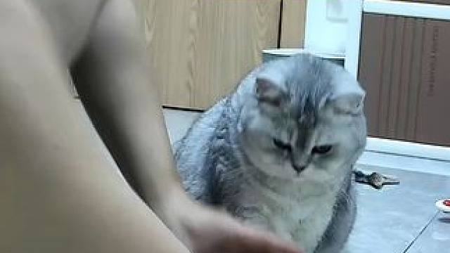 这次视频有点长啊 蛋蛋睡半道儿上了这次#监控下的一幕 #记录猫咪日常