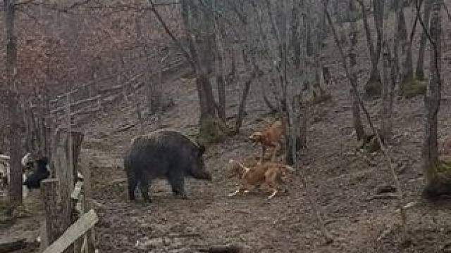 勇敢狗狗大战野猪#国外视频分享 #野生动物零距离 #野猪泛滥