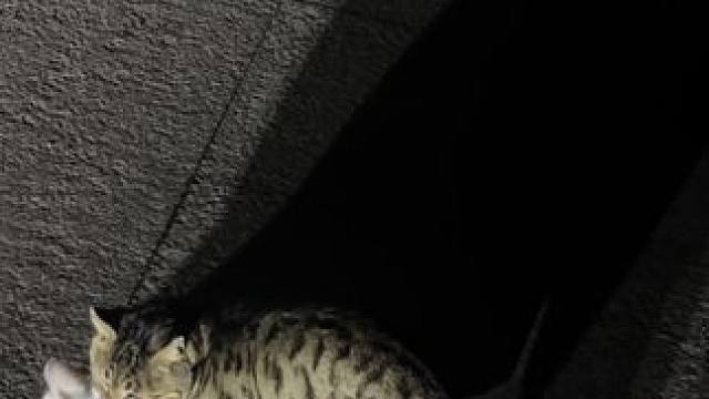 春天果然是万物复苏的季节#猫猫祟祟 #流浪猫 #动物的迷惑行为