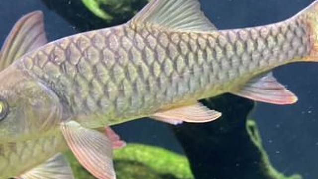 喜提这两枚小家伙#哥拉巴拉 #哥拉巴拉t流域 #蓝吉罗 #观赏鱼 #原生鱼