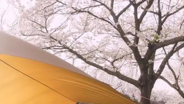 春日露营#露营报告 #踏春赏花