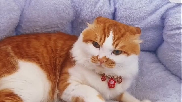 识时务者为俊猫！