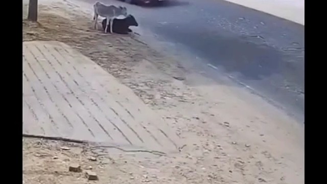 卧着那个牛压在里面