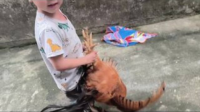 人类幼崽要吃鸡肉了#逮鸡 #孩子的乐趣 #童趣时光 #没有这么吓鸡的