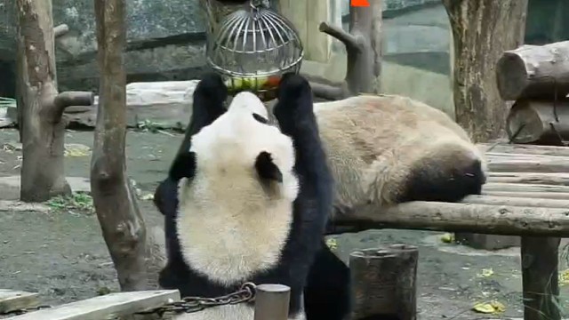 熊猫四喜丸子∥重重和喜妹儿合力摘果篮