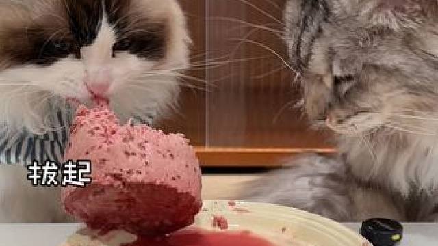 怎么就做出筋头巴脑了呢#喂猫日记 #猫咪vlog #熟自制 #猫罐头 #科学养宠攻略