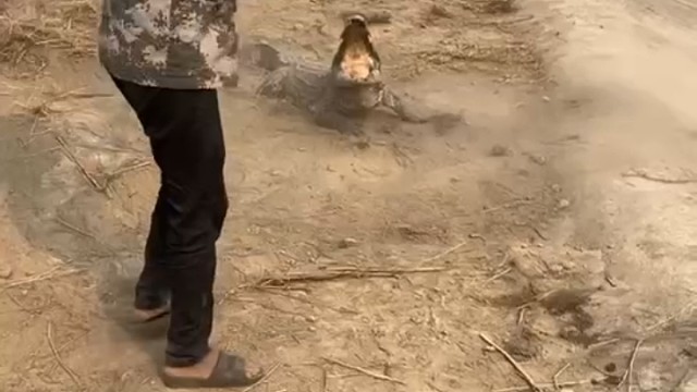 又到鳄鱼池里挖呀挖呀的时候了。