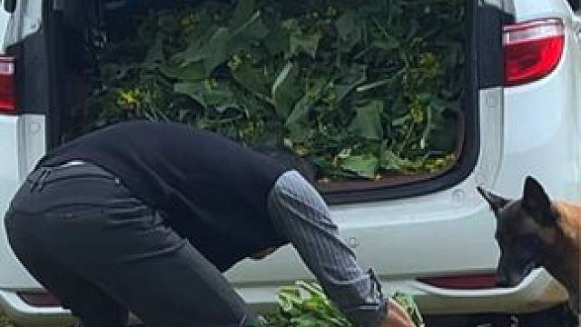 看起来就不太聪明的行为 #乡村田园生活 #狗子回农村 #农村生活 #萌宠 #恶犬出没