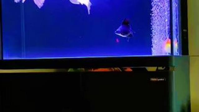 假期结束了，开始好好上班，挣钱买鱼粮#玻璃缸中的大自然 #观赏鱼世界 #鱼缸过滤 #养鱼青年的故事