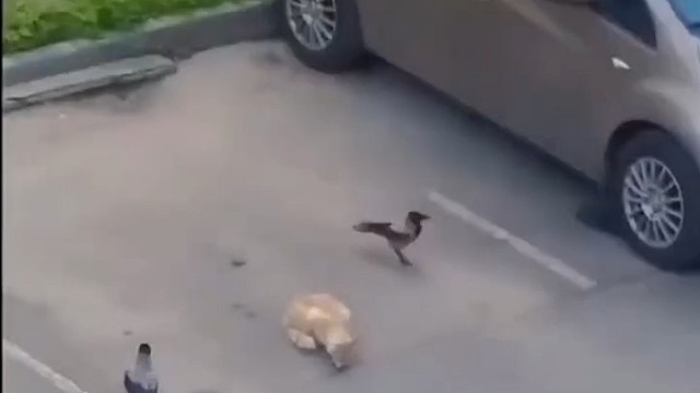 这是调猫离山 计