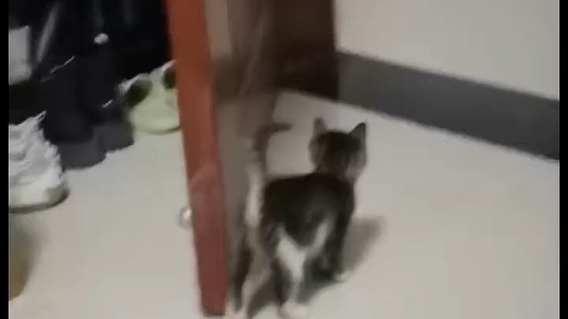 调皮捣蛋！还知道躲猫猫
