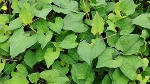 纯手工新鲜莱摘野生鱼腥草。