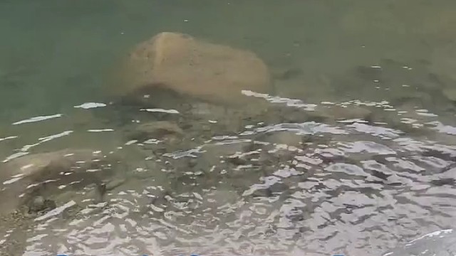 鸭是 海陆空都可以