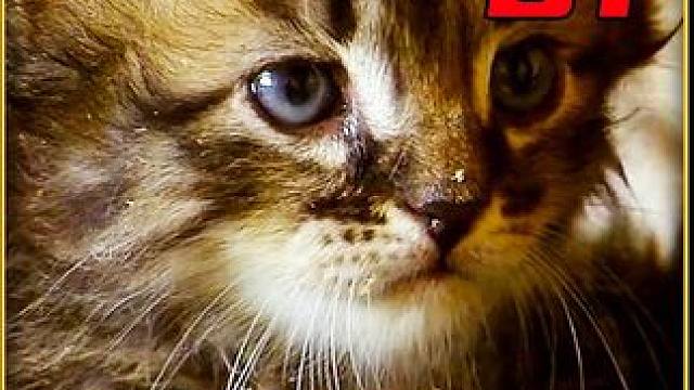 这才是动物世界的正确打开方式#动物世界 #解压 #自然