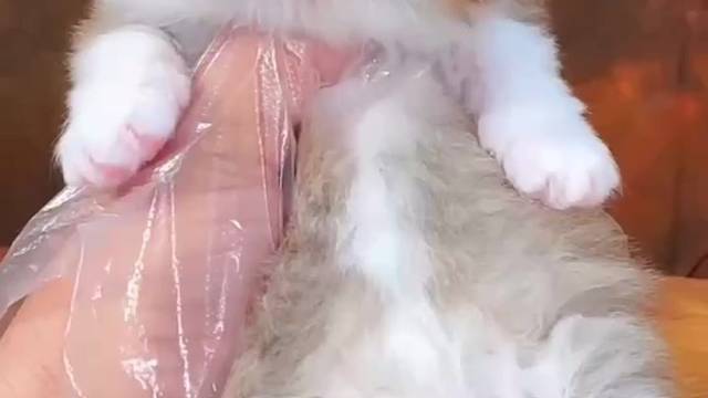 金加白集合，奶猫萌你一脸血