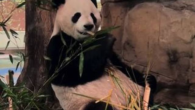 今天早上去动物园了