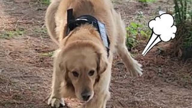 我家这个现在去报名体育班还来得及吗？有没有希望拿个奖回来？ 有懂行的给看看吗？底子怎么样，有没有冠军