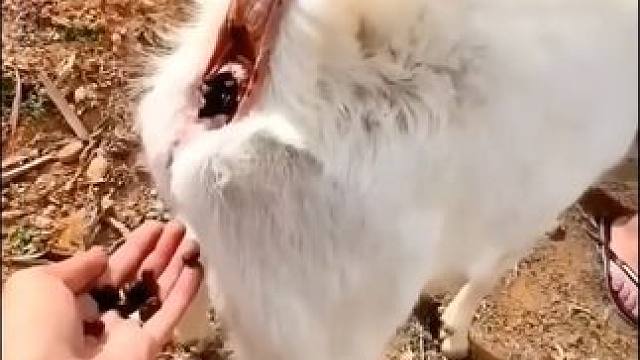 艾特你朋友来吃咖啡豆
#老外真会玩 #动物成精系列 #我不是人但你是真狗 #百年骑