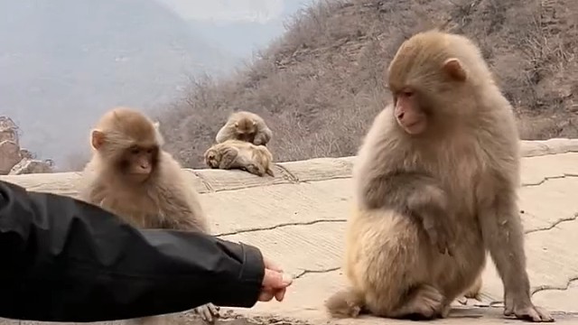 把它惹急了挠你[奸笑]