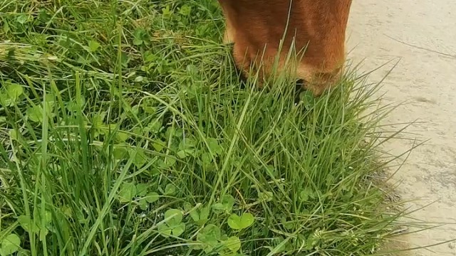 这头牛胃口真好