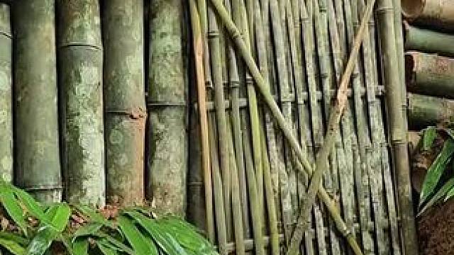 建造生存庇护所独居生活，远离城市喧嚣 #荒野建造 #野外建造 #庇护所