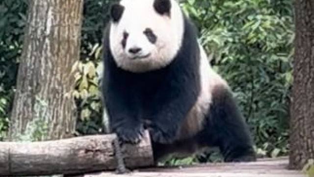 科目三熊猫#大熊猫 #熊猫 #熊猫基地看熊猫 #国宝不愧是国宝 #萌到爆炸了