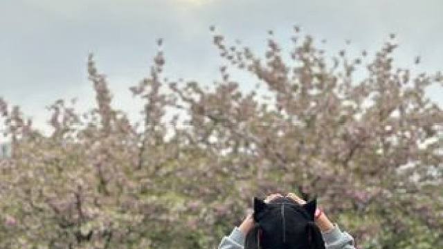 #网易明日之后 #春日氛围感的dv #樱花