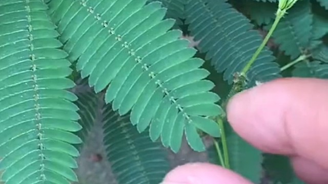 含情勿碰，草中珍羞