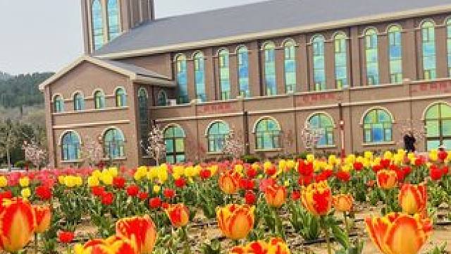 健康小镇的郁金香都开好了，你确定不来看看～#郁金香花海 #烂漫春光好 赏花正当时 