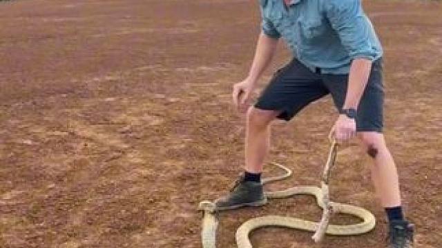 万一失手了怎么办#国外视频分享 #野生动物零距离 #专业操作请勿模仿