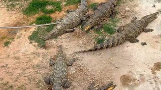 鳄鱼不乖？打！ #鳄珍  #养生酒  #泡酒