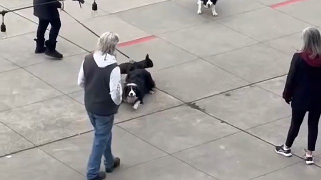 有羊的时候牧羊，没羊的时候就委屈点牧牧人吧！