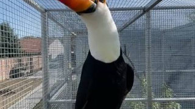 鞭笞巨嘴鸟 #国外视频分享 #奇妙的动物 #宠物