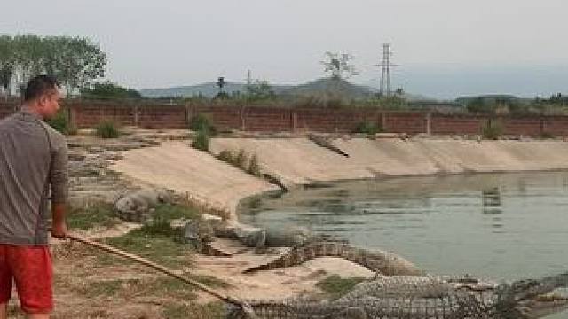 有魔力声的鳄鱼 #鳄鱼的叫声有多奇特