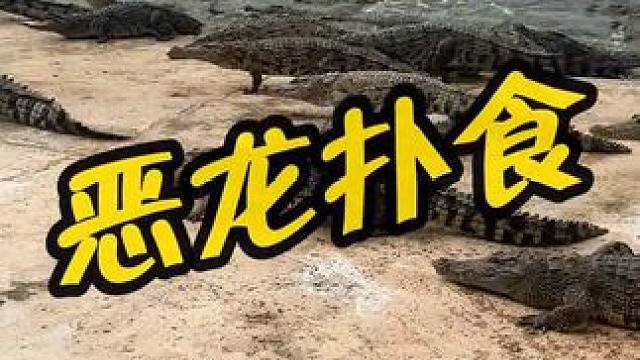 恶龙扑食！！！ #鳄鱼养殖场 #鳄珍