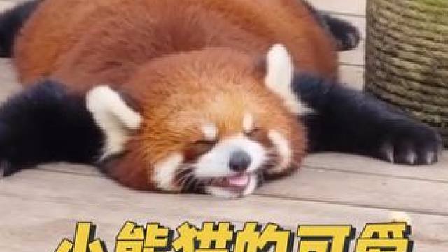 小熊猫的可爱治愈瞬间，谁能拒绝一只这样萌的小熊猫呢！#小熊猫 #被你萌化了 #治愈 #暖心 #来这吸