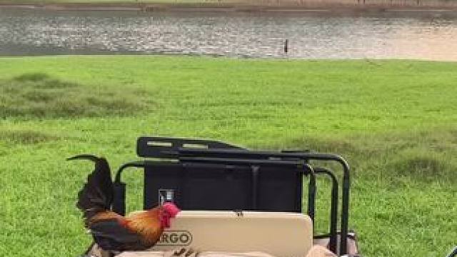 春日露营#露营报告 #春天的第一场露营