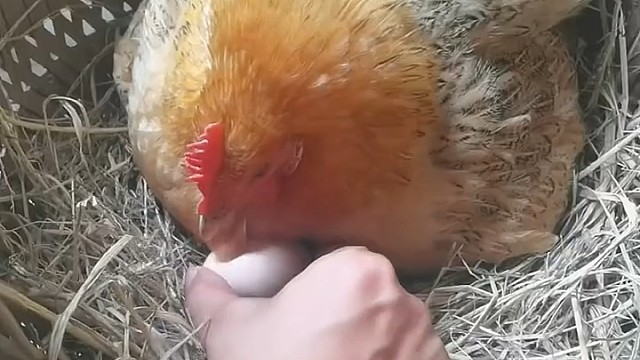 几颗玉米就把孩子卖了？