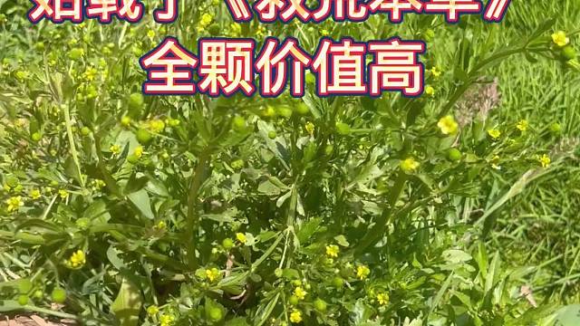 茴茴蒜克牛皮 百发百中