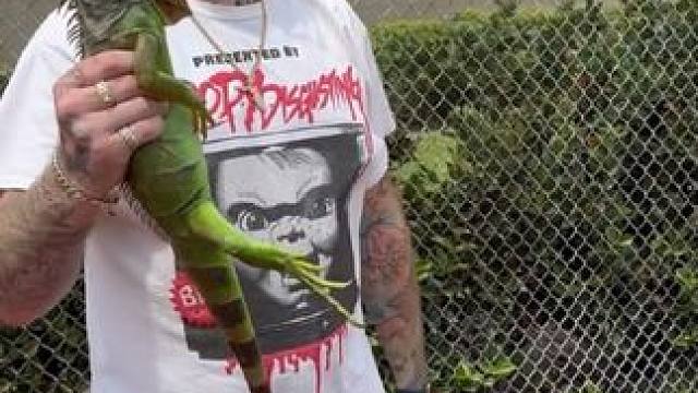 绿鬣蜥 #国外视频分享 #奇妙的动物 #野生动物零距离