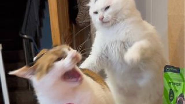 宝宝 你是一只哥斯拉嘛#狮子猫 #三花猫 #记录猫咪日常