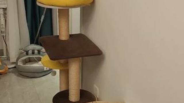 你们谁家的小猫是这样睡觉的吗